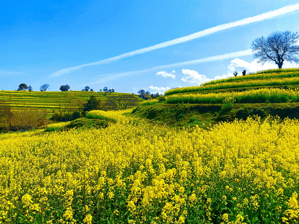 長崎鼻の菜の花